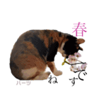 ハーツ保護猫シェルター支援・春と家族連絡（個別スタンプ：7）