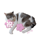 ハーツ保護猫シェルター支援・春と家族連絡（個別スタンプ：8）