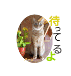 ハーツ保護猫シェルター支援・春と家族連絡（個別スタンプ：9）