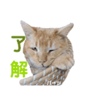 ハーツ保護猫シェルター支援・春と家族連絡（個別スタンプ：10）