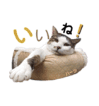 ハーツ保護猫シェルター支援・春と家族連絡（個別スタンプ：11）