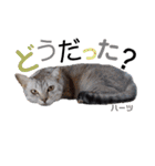 ハーツ保護猫シェルター支援・春と家族連絡（個別スタンプ：14）