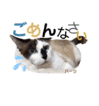 ハーツ保護猫シェルター支援・春と家族連絡（個別スタンプ：15）