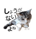 ハーツ保護猫シェルター支援・春と家族連絡（個別スタンプ：16）