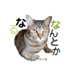 ハーツ保護猫シェルター支援・春と家族連絡（個別スタンプ：17）