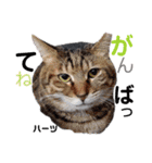 ハーツ保護猫シェルター支援・春と家族連絡（個別スタンプ：18）