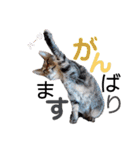 ハーツ保護猫シェルター支援・春と家族連絡（個別スタンプ：19）