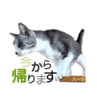 ハーツ保護猫シェルター支援・春と家族連絡（個別スタンプ：20）
