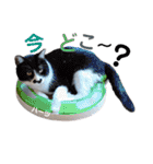 ハーツ保護猫シェルター支援・春と家族連絡（個別スタンプ：21）