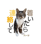 ハーツ保護猫シェルター支援・春と家族連絡（個別スタンプ：22）