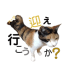 ハーツ保護猫シェルター支援・春と家族連絡（個別スタンプ：23）