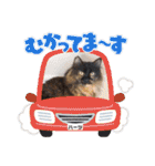 ハーツ保護猫シェルター支援・春と家族連絡（個別スタンプ：25）
