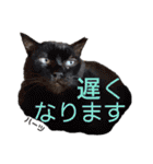 ハーツ保護猫シェルター支援・春と家族連絡（個別スタンプ：26）