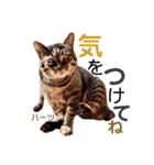 ハーツ保護猫シェルター支援・春と家族連絡（個別スタンプ：27）