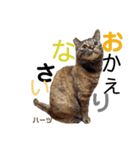 ハーツ保護猫シェルター支援・春と家族連絡（個別スタンプ：28）