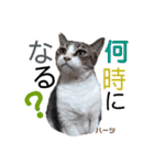 ハーツ保護猫シェルター支援・春と家族連絡（個別スタンプ：30）