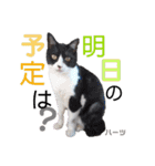 ハーツ保護猫シェルター支援・春と家族連絡（個別スタンプ：31）