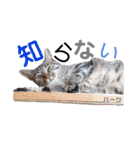 ハーツ保護猫シェルター支援・春と家族連絡（個別スタンプ：32）