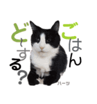 ハーツ保護猫シェルター支援・春と家族連絡（個別スタンプ：33）