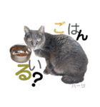 ハーツ保護猫シェルター支援・春と家族連絡（個別スタンプ：34）