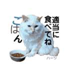 ハーツ保護猫シェルター支援・春と家族連絡（個別スタンプ：35）