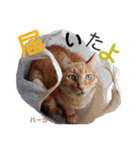 ハーツ保護猫シェルター支援・春と家族連絡（個別スタンプ：36）