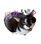 ハーツ保護猫シェルター支援・春と家族連絡（個別スタンプ：37）