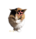 ハーツ保護猫シェルター支援・春と家族連絡（個別スタンプ：38）