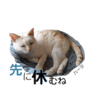 ハーツ保護猫シェルター支援・春と家族連絡（個別スタンプ：39）