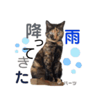 ハーツ保護猫シェルター支援・春と家族連絡（個別スタンプ：40）