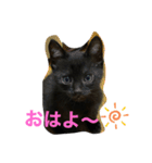 黒猫ブラザーズの日常2（個別スタンプ：1）