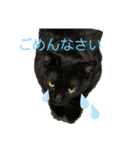 黒猫ブラザーズの日常2（個別スタンプ：7）