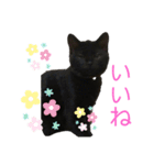 黒猫ブラザーズの日常2（個別スタンプ：8）