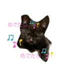 黒猫ブラザーズの日常2（個別スタンプ：10）