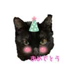 黒猫ブラザーズの日常2（個別スタンプ：11）
