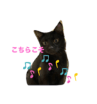 黒猫ブラザーズの日常2（個別スタンプ：12）