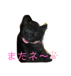 黒猫ブラザーズの日常2（個別スタンプ：15）