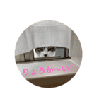 ねこ猫ネコねこだらけ（個別スタンプ：20）