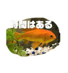 前向き金魚ちょーすけ（個別スタンプ：5）