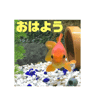 前向き金魚ちょーすけ（個別スタンプ：7）