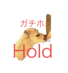 二カ国語 ビニール袋マン国際派投資家向け（個別スタンプ：17）