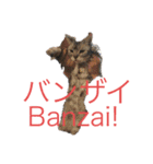 二カ国語 ビニール袋マン国際派投資家向け（個別スタンプ：21）