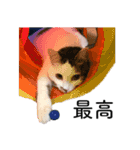 スーパーキャット ピッコロ（個別スタンプ：1）
