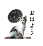 スーパーキャット ピッコロ（個別スタンプ：6）