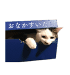 スーパーキャット ピッコロ（個別スタンプ：8）