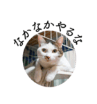 スーパーキャット ピッコロ（個別スタンプ：12）
