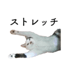 スーパーキャット ピッコロ（個別スタンプ：13）