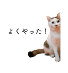 スーパーキャット ピッコロ（個別スタンプ：15）