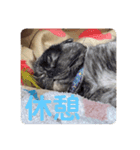 あんちゃん天使（個別スタンプ：5）