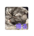 あんちゃん天使（個別スタンプ：8）
